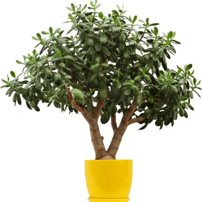 lemon-tree.png